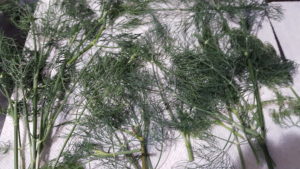 dill from the garden drying