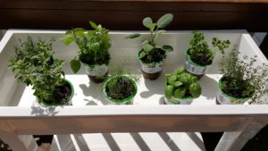 herbs in stand
